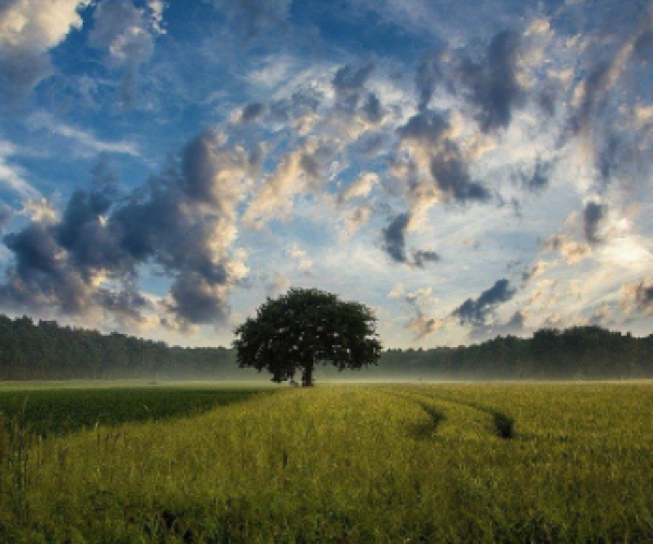 Energia solar na agricultura as 4 maiores vantagens